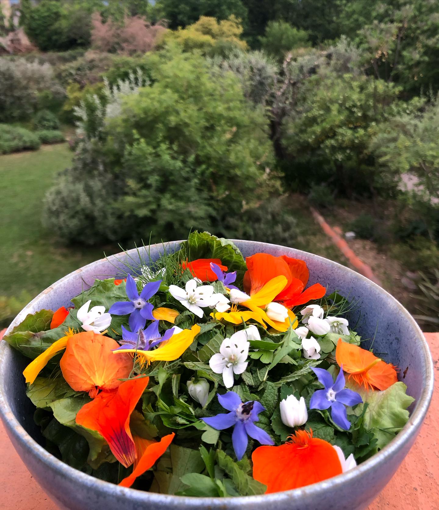 Juste une salade de printemps (dans le sud en avril !) 
Salade Pasquier - variété paysanne très croquante - cueillie dans l’après-midi chez le maraîcher d’à côté. 
Un tour du jardin pour les herbes et fleurs : mélisse, persil, fanes de fenouil, ail sauvage, bourrache, capucine.